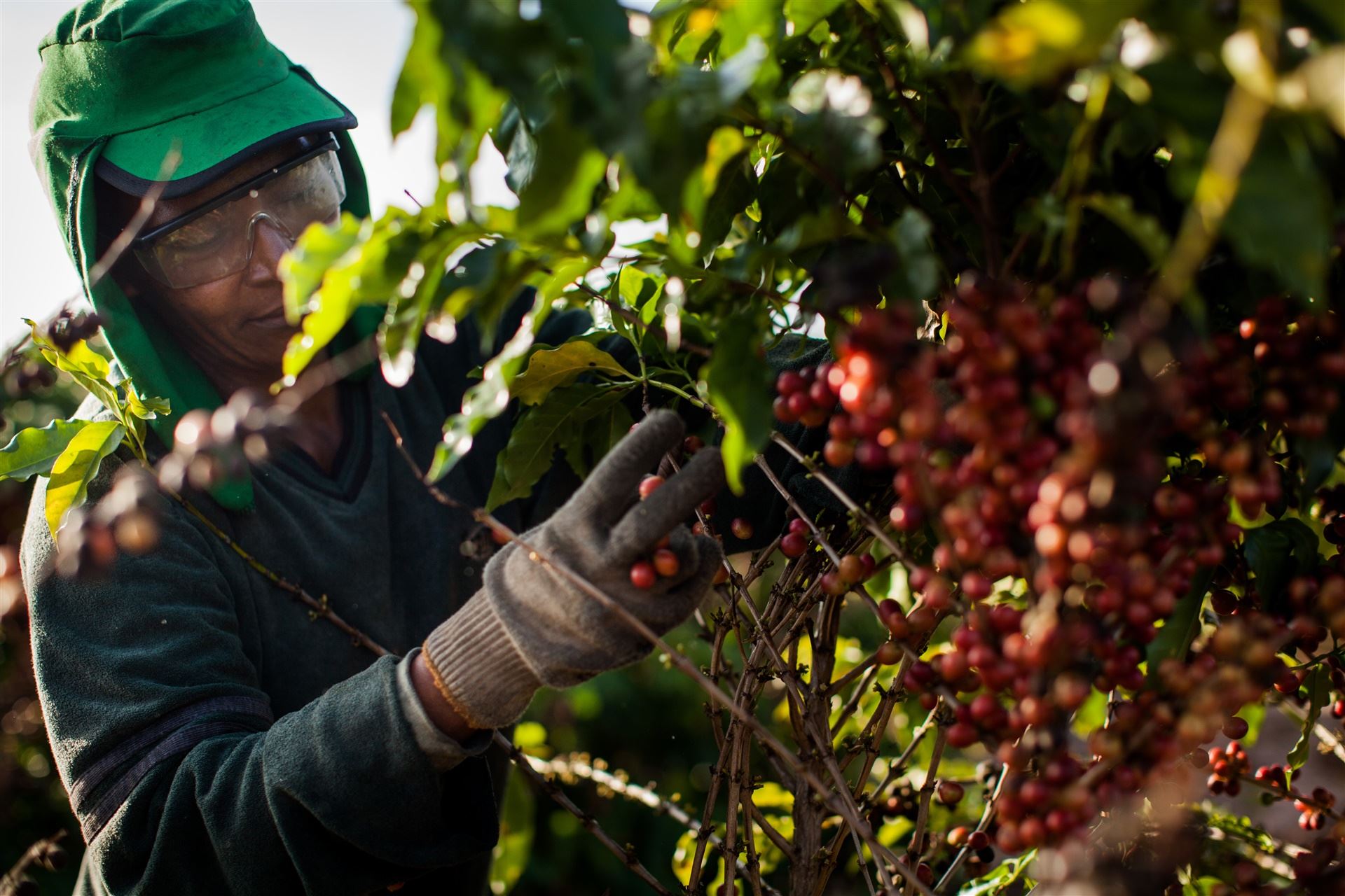 Datagro reforça previsão de 73 milhões de sacas de café na safra 2026/27