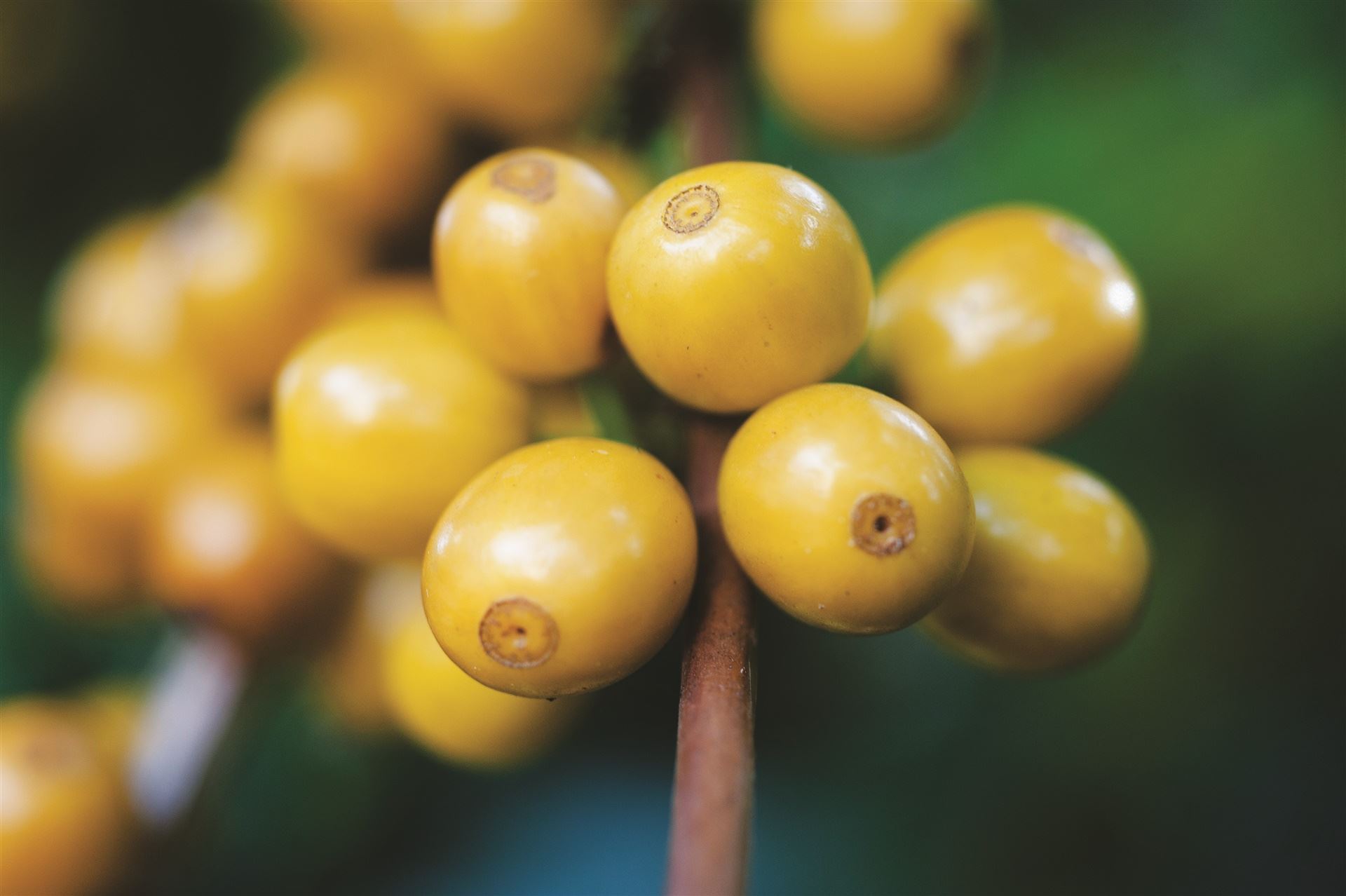 Como escolher melhor as variedades de café para plantar