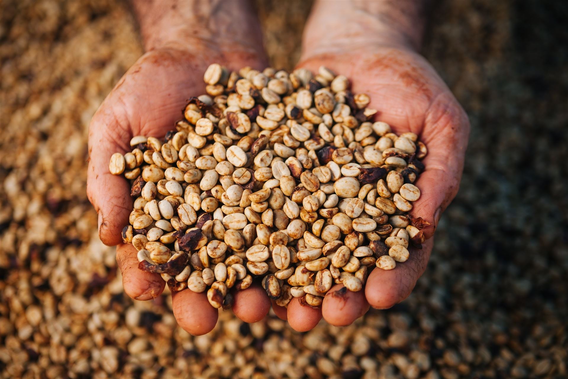 Boletim Carvalhaes: Mercado de café oscila entre incertezas sobre safra, clima e cenário global