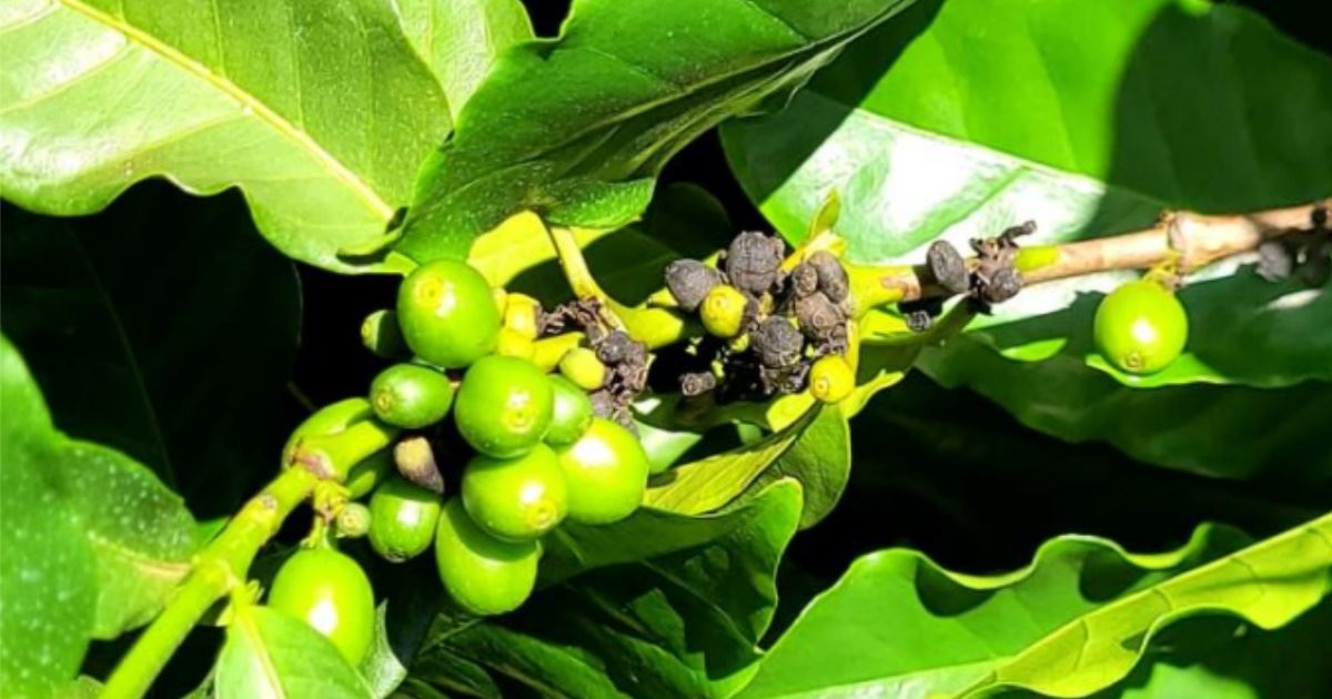 Mumificação de frutos de café por efeito fisiológico