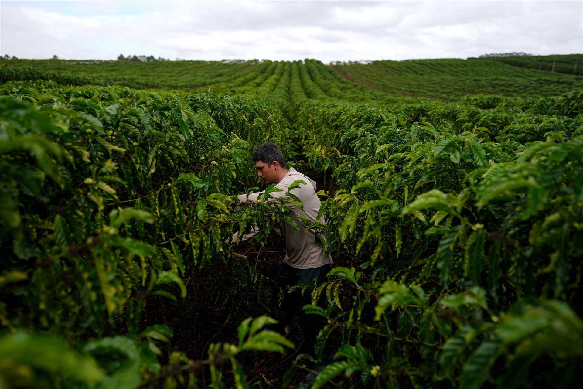 USDA projeta safra recorde de 71,9% para o Brasil