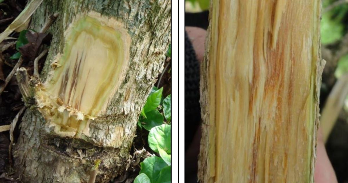 Fusariose tardia mata plantas de café
