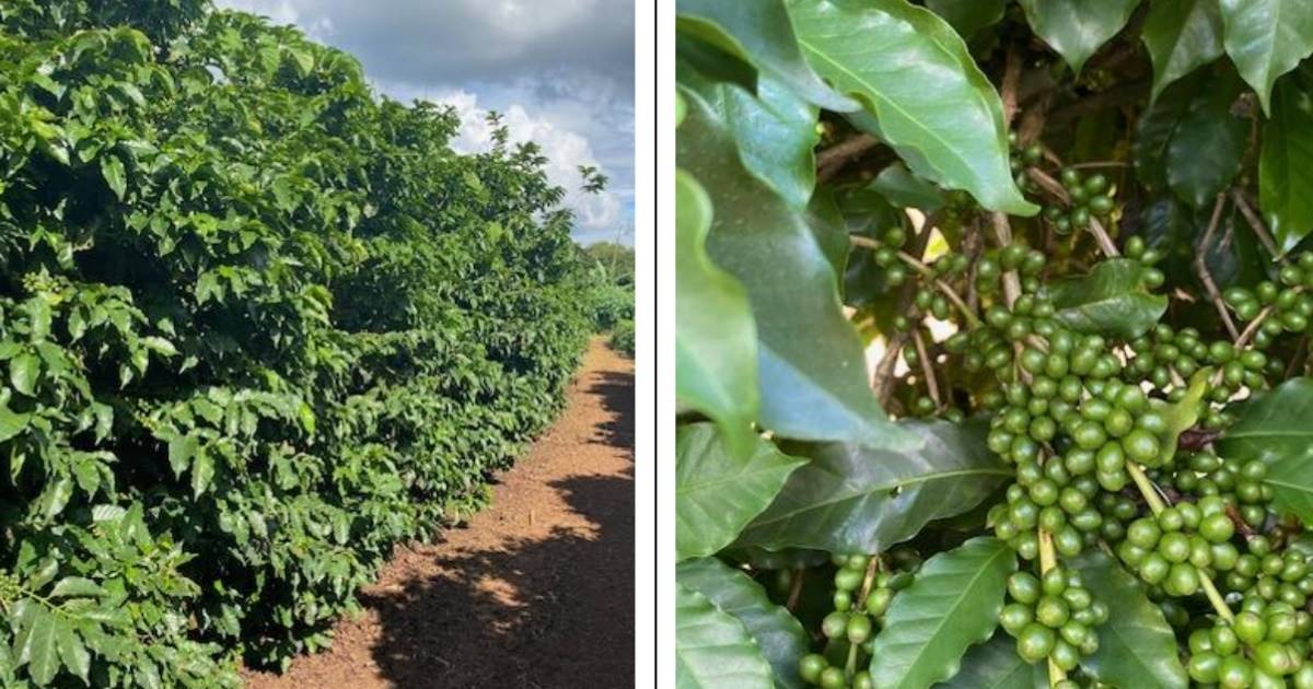 Cultivar de cafeeiros arara se mostra altamente vigorosa