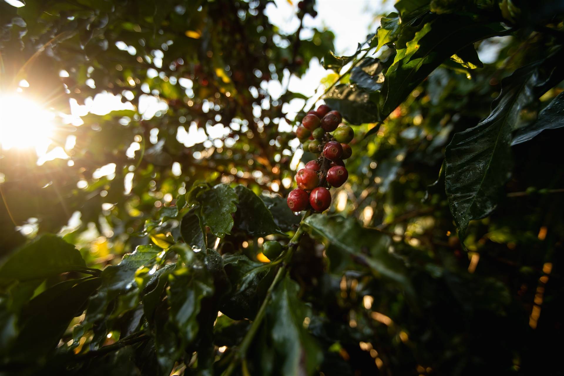 Boletim Carvalhaes: Atrasos na colheita e estoques baixos impulsionam alta do café