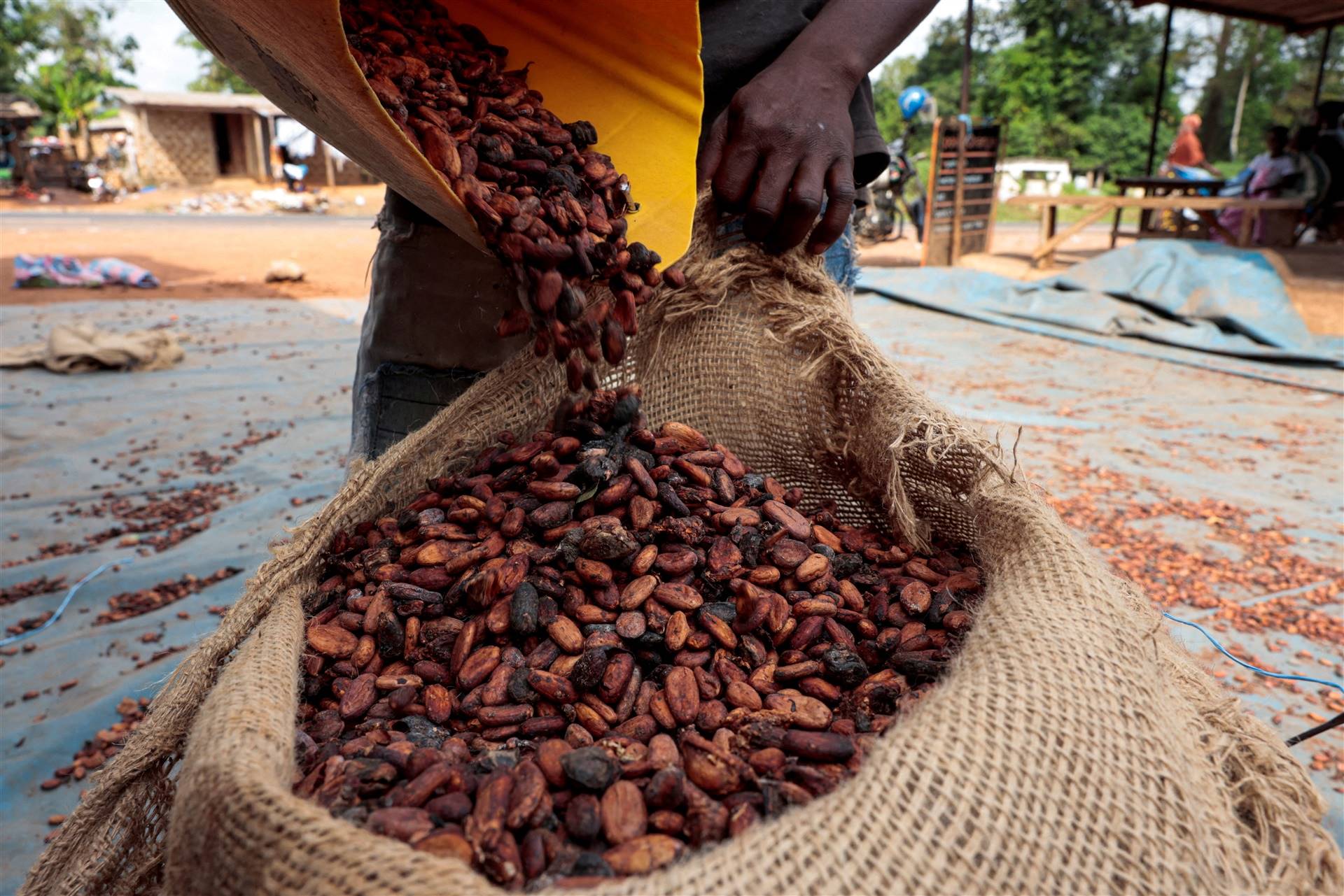 Porque um El Niño intenso deixa café e cacau em situação vulnerável