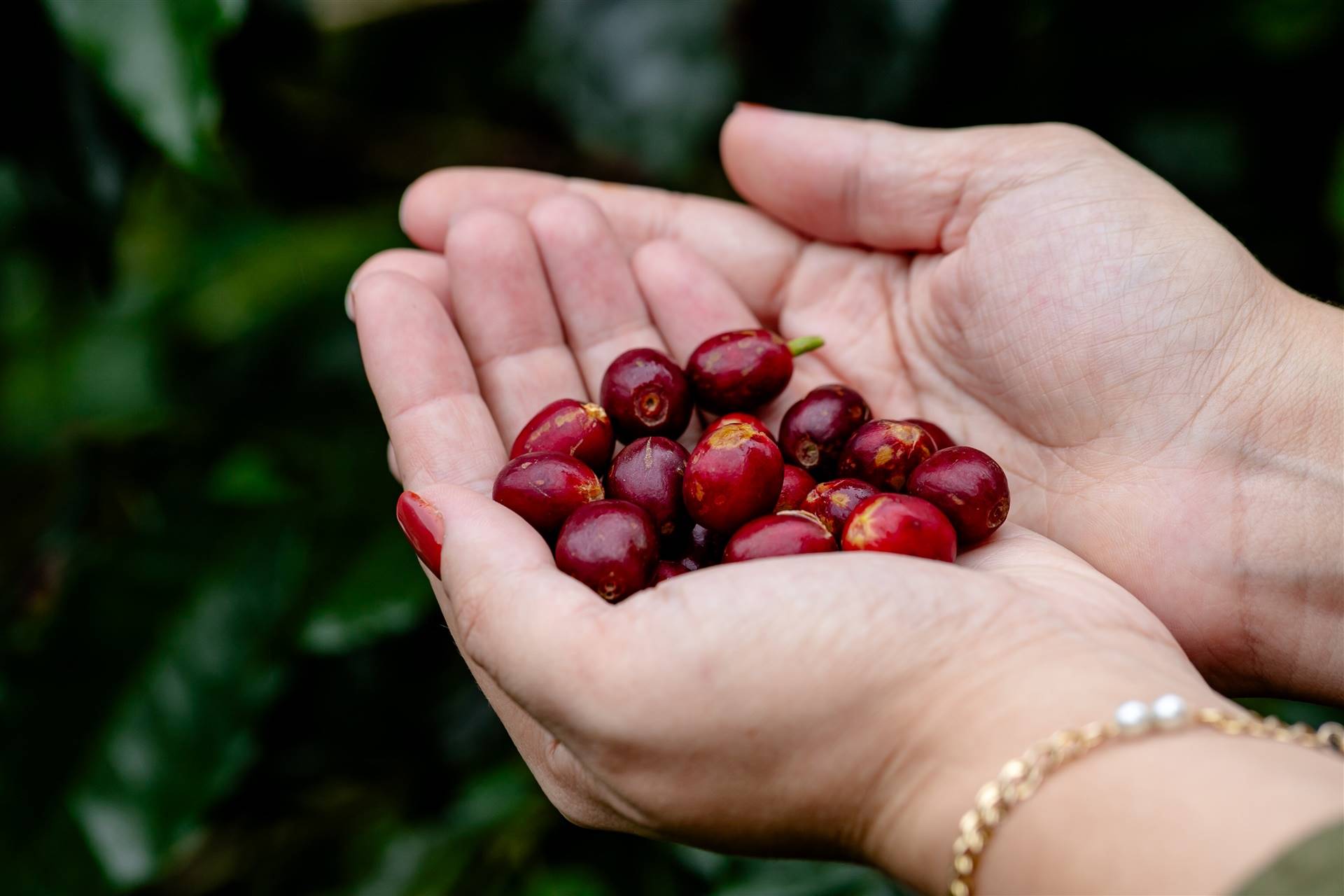 Boletim Carvalhaes: Café sobe nas bolsas internacionais com temor sobre safra e clima