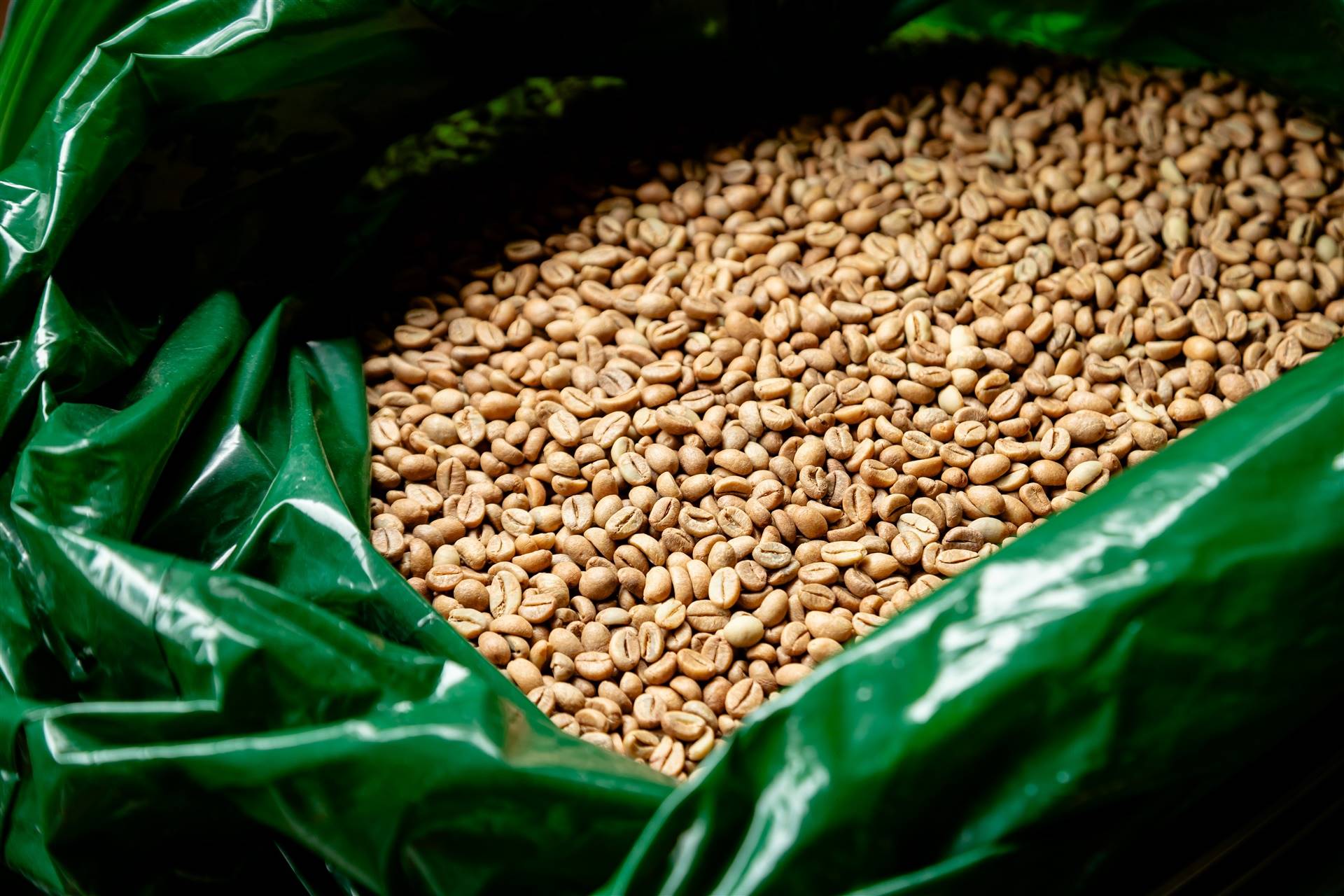 Exportações de café caem 15,7% na safra 2025/26; Alemanha supera EUA como principal destino