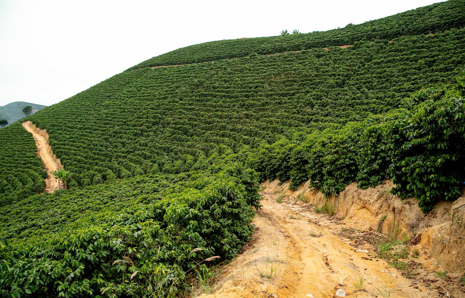 Simulação do bulbo molhado em irrigação por gotejamento em lavouras de café de montanha