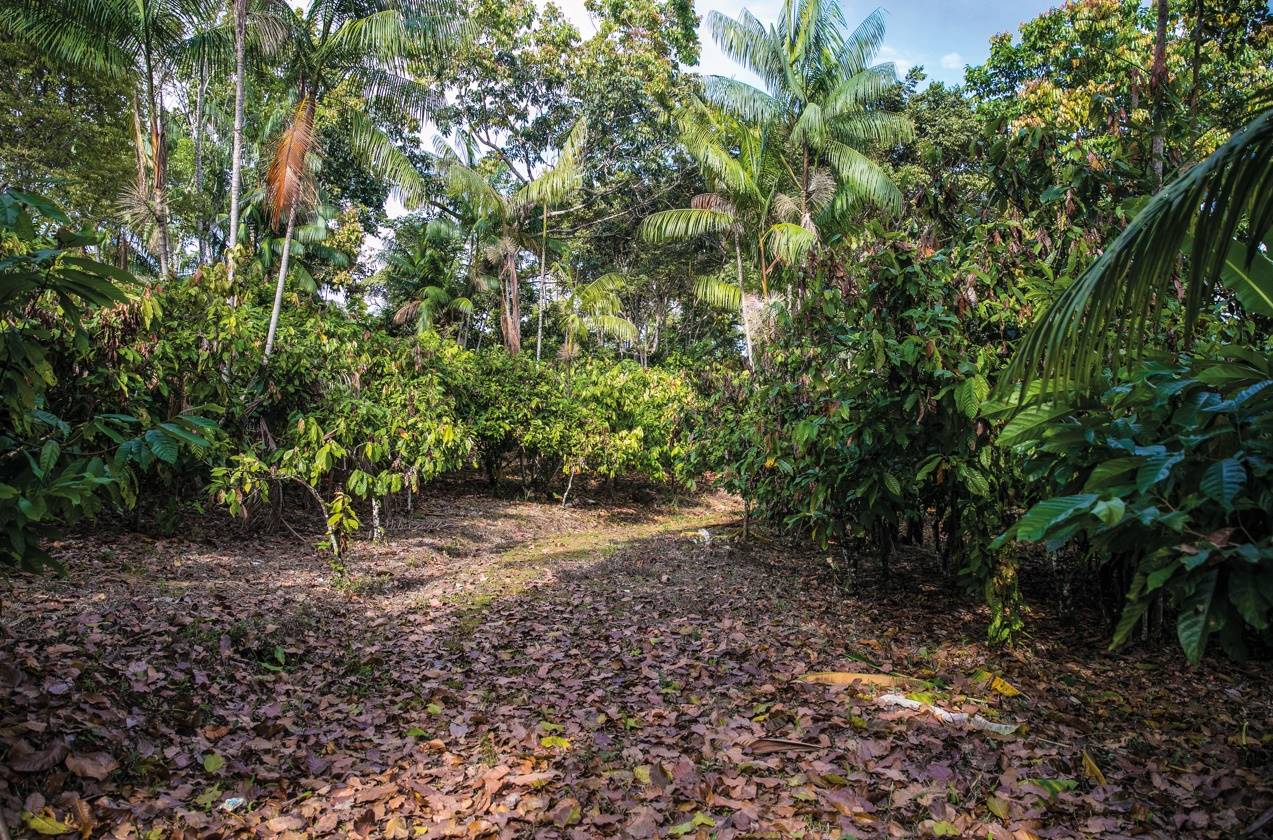 Por que o cacau agroflorestal é um aliado para manter a Amazônia em pé?
