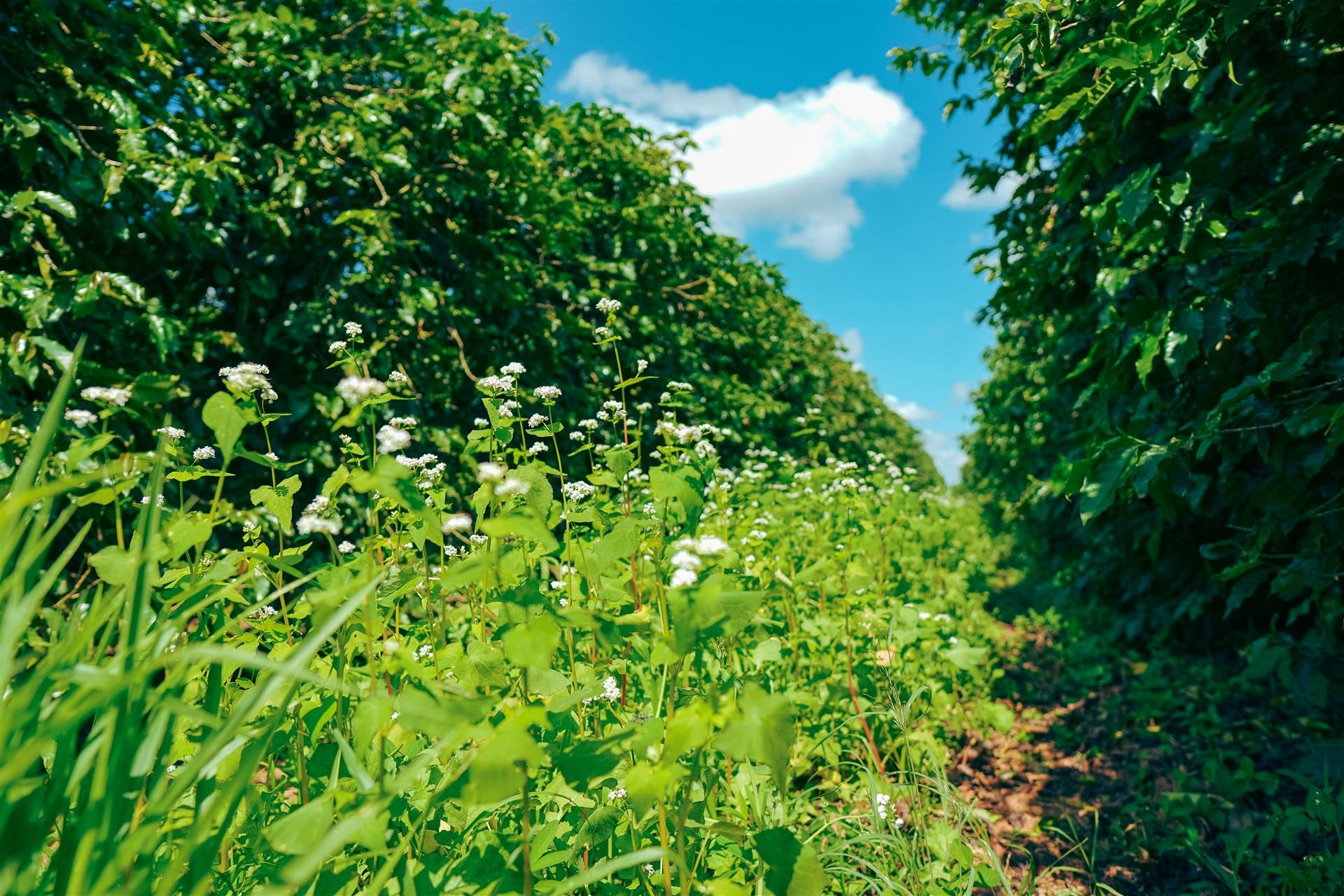 Agricultura regenerativa avança na cafeicultura e fortalece produção sustentável