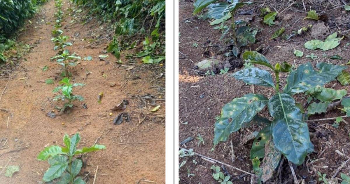 Plantio em dobra favorece cercosporiose, mas melhora o desenvolvimento das mudas