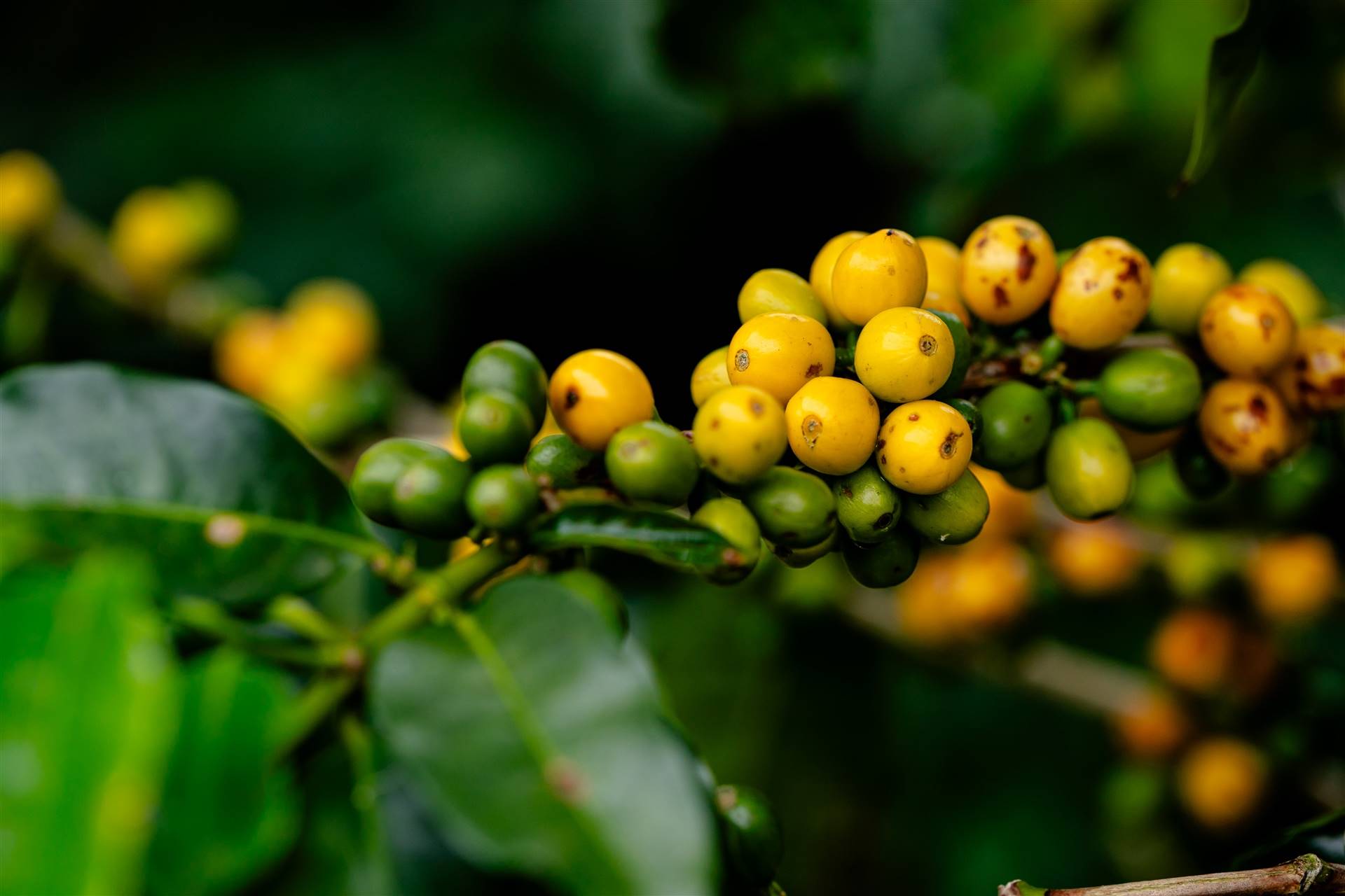 Colheita de café 26/27 no Brasil alcança 90%, diz Safras & Mercado