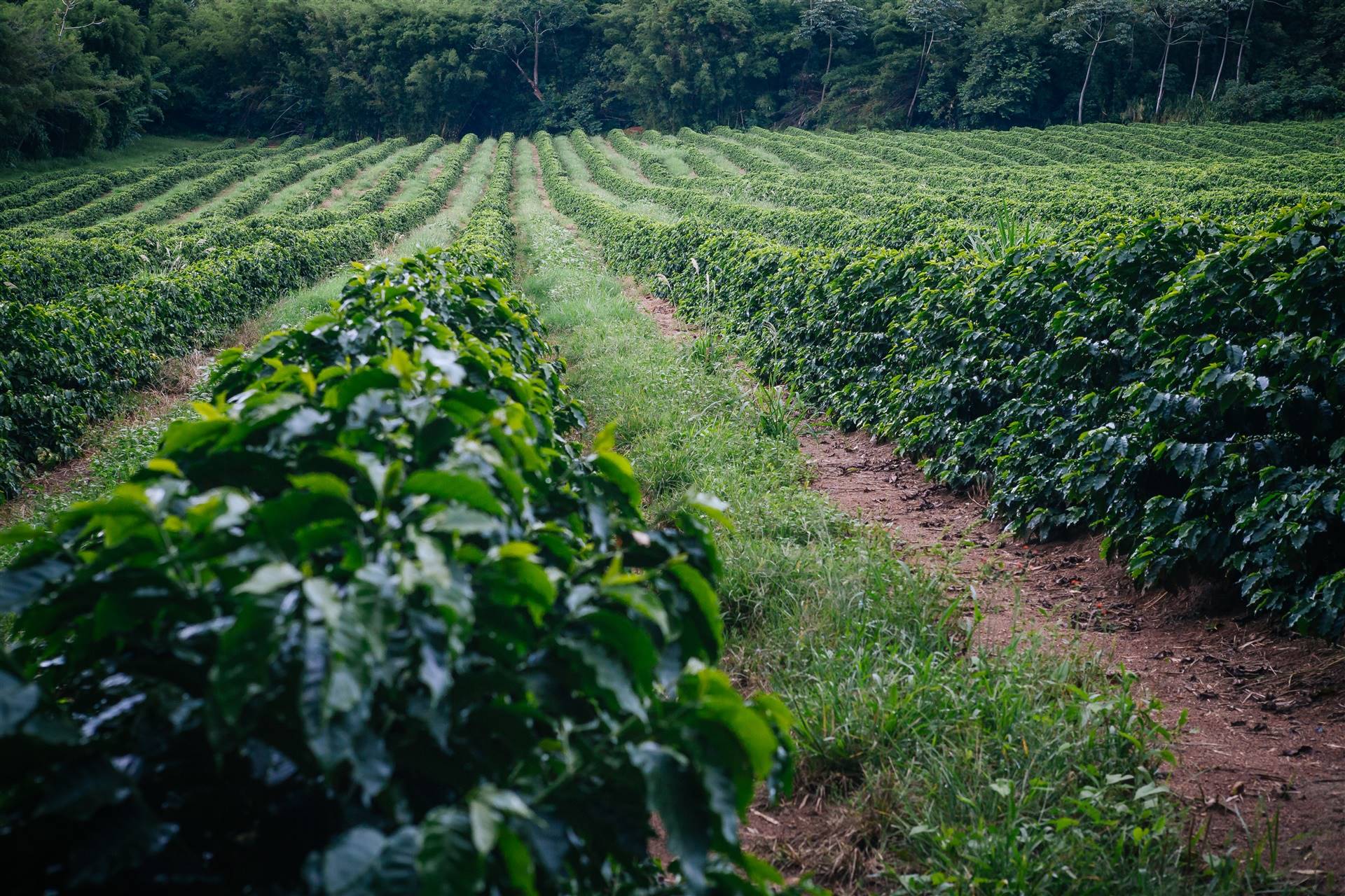 Relação de troca entre café e fertilizantes melhora em agosto, aponta Cepea