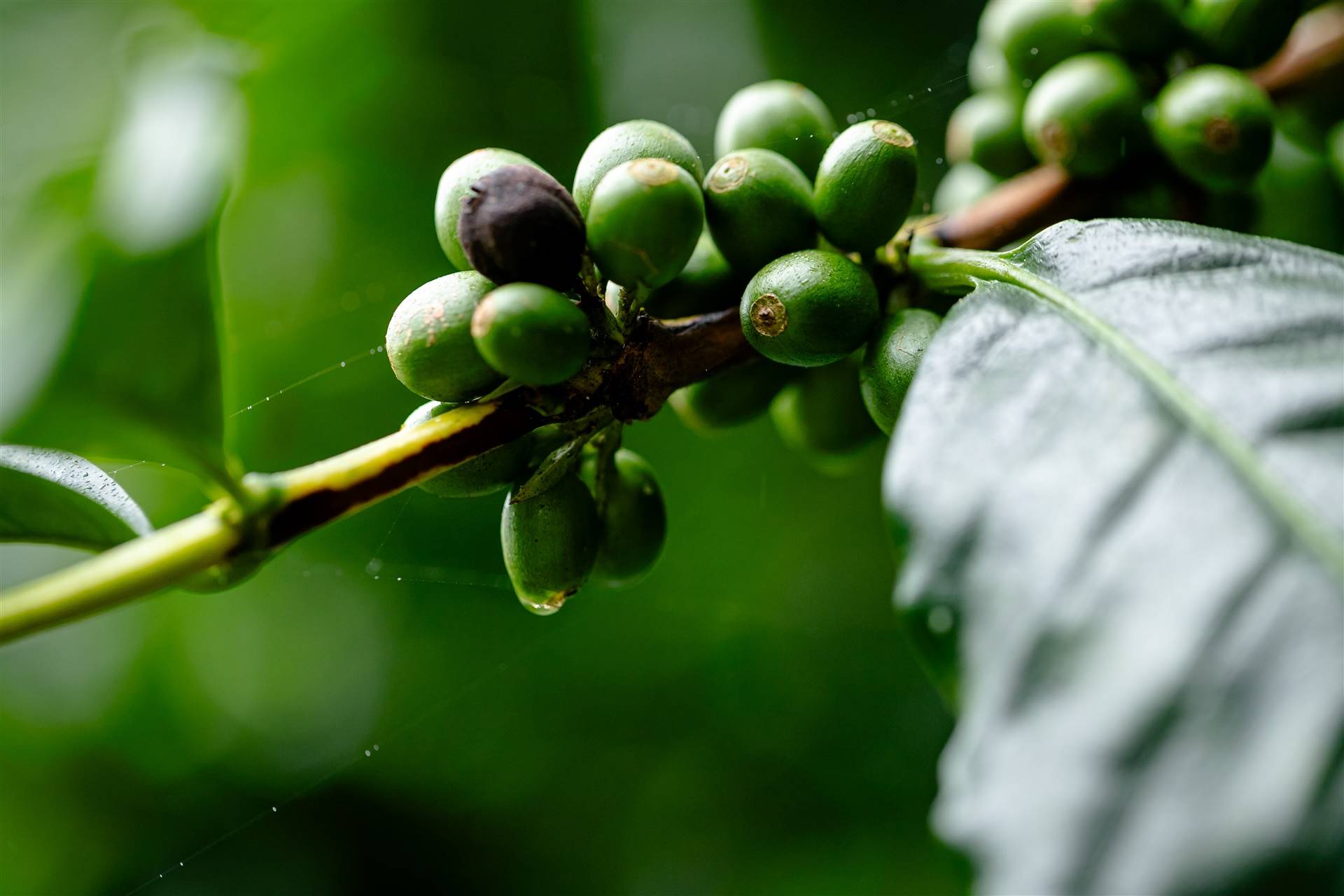 Caparaó: desafios e oportunidades para a cafeicultura de montanha