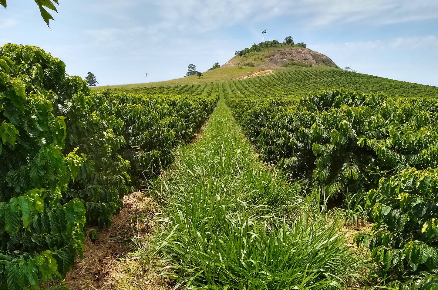 Herbicida Haloxifope-metílico controla braquiária em cafeeiros novos