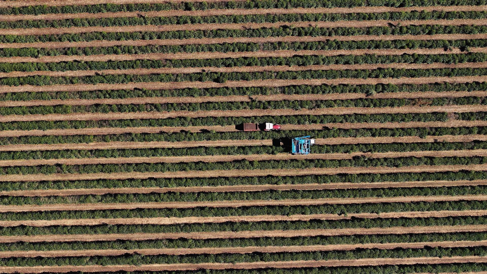 Florada precoce de arábica pode antecipar nova safra brasileira