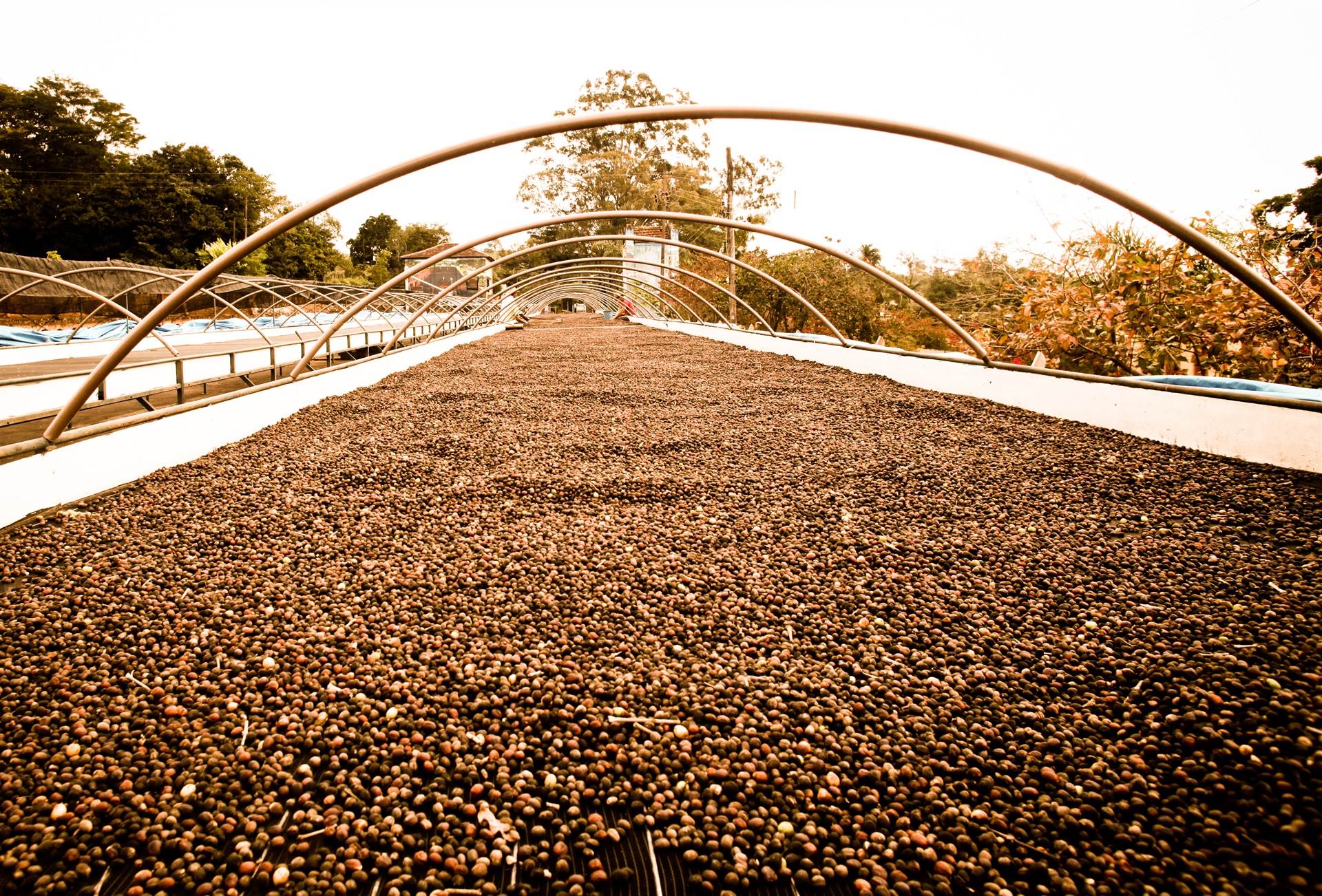 Alemanha concentra um terço das importações de café da União Europeia