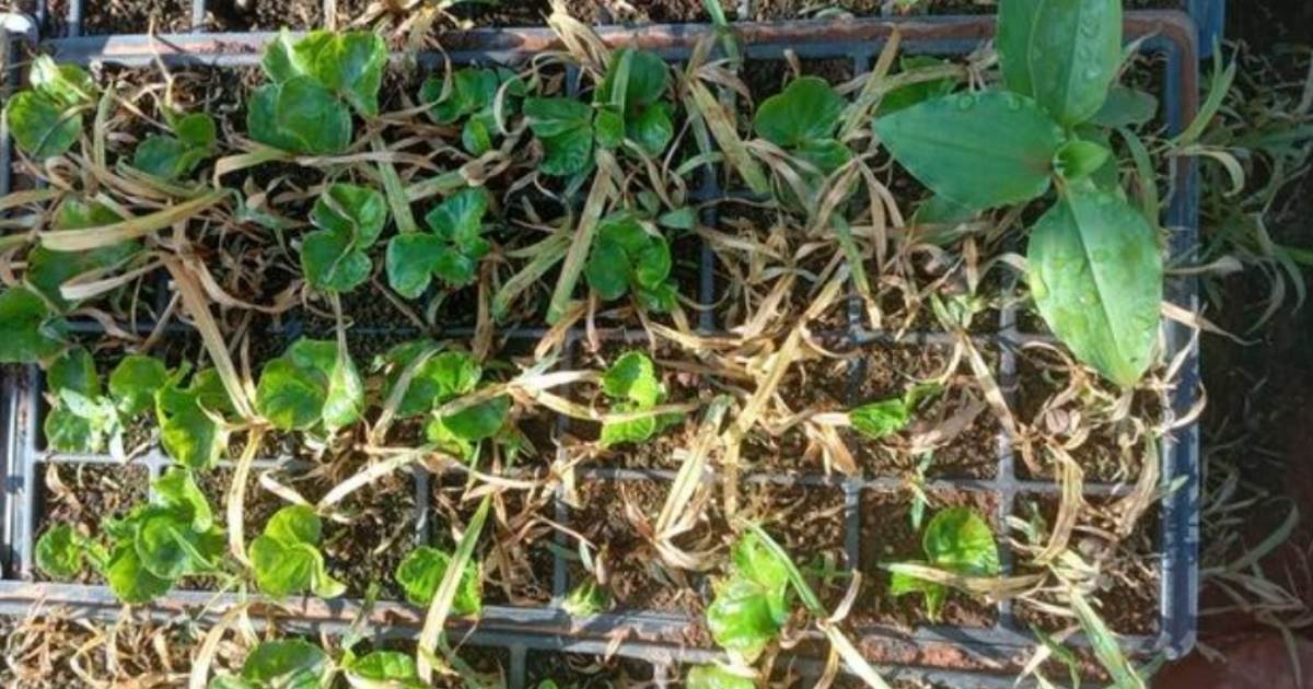 Herbicida controla plantas daninhas em mudas novas de café