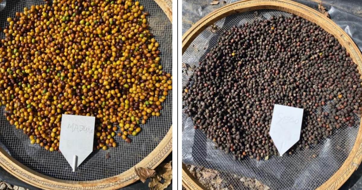 Frutos secos no pé prejudicam a qualidade da bebida do café na Zona da Mata mineira