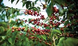 Demanda por cafés orgânicos, gourmets e sustentáveis cresce rápido