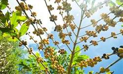 Pesquisadores buscam melhorar variedades de café para a América Central