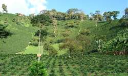 Exportadores colombianos pedem política que torne o negócio de café sustentável