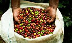 Certificação Fairtrade incrementa lucro do cafeicultor, que passa de R$60 por saca