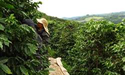 Dilemas (verdadeiros e falsos) da cafeicultura na "montanha"