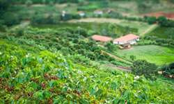 Minas Gerais responde por 50% da produção brasileira de café