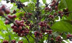 Acre vai plantar mais 800 hectares de café em 2015
