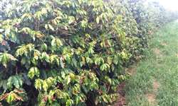 Cafezais na região do Cerrado Mineiro sofrem com altas temperaturas