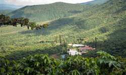 Erupção vulcânica afeta milhares de hectares de café na Guatemala
