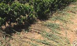 Resistência de plantas daninhas ao herbicida glyphosate na cultura do café