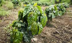 Programa de renovação dos cafezais da Colômbia influencia qualidade