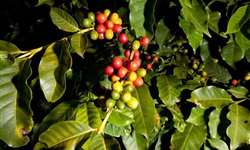 Uganda: Setor de café receberá fundo dos EUA