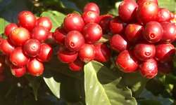 Fertilidade do solo e nutrientes para máxima produtividade do cafezal