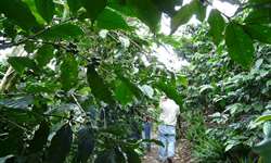 Angola tenta retomar status de importante produtor de café na África