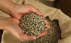 Mercado de café ainda não absorveu fatores altistas, afirma Robério Silva