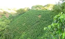 Colômbia deve ter 57% da área cafeeira afetada pela mudança climática