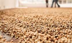 Produção de café no Peru deve crescer apesar do fenômeno climático