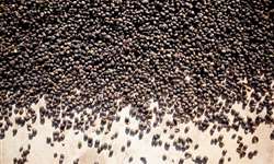Produção de café no México cai em 60%