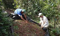 Família de agricultores é referência em qualidade de café, aponta Emater
