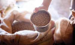 CNC reitera que safra 2015 de café será próxima a 40 milhões de sacas