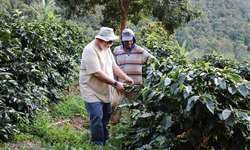 Zona da Mata recupera lavouras com café agroecológico e orgânico