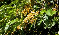 Exportações de café orgânico de Honduras crescem 150% nos últimos três anos