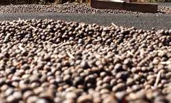 Preços internos de café estabilizados