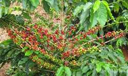 Pesquisa desenvolve café arábica para Amazônia