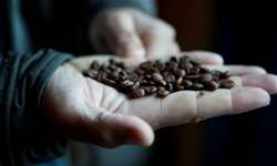 Indústria pede revisão de Norma da Anvisa em função de problema causado pela broca-do-café
