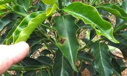 Cultivar de cafeeiros Siriema AS 1 confirma alta resistência ao bicho-mineiro