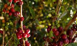 Safra 2015 é estimada em 43,24 milhões de sacas de café pela Conab